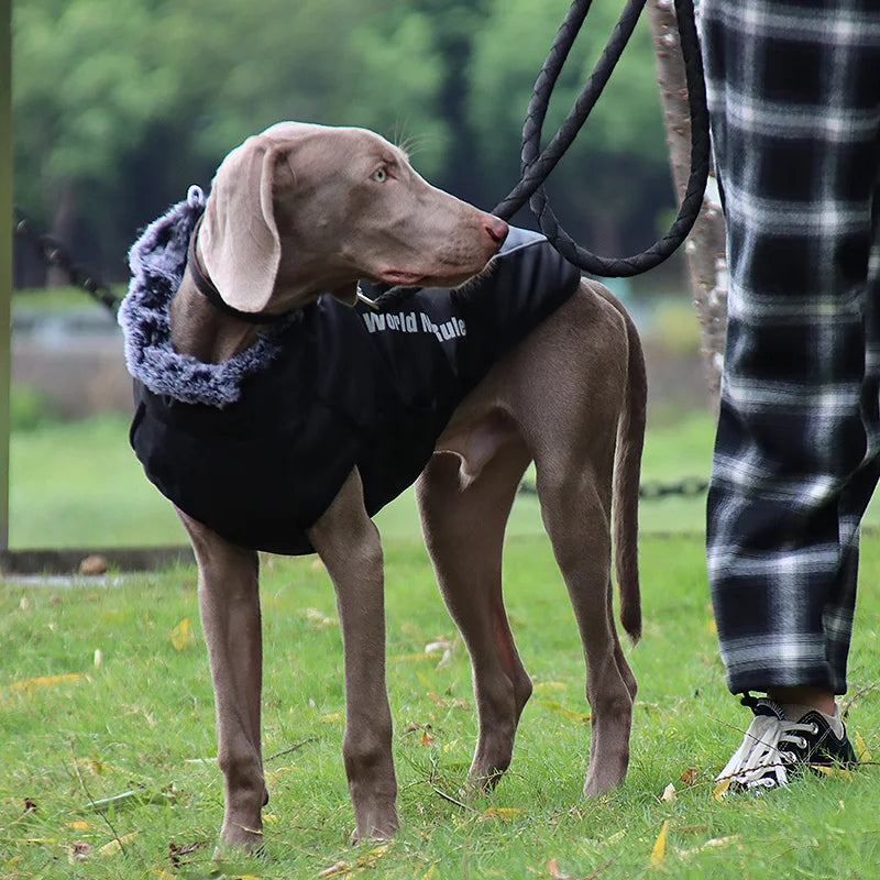 Winter Dog Coat & Harness Vest | Medium & Large Dogs | French Bulldog