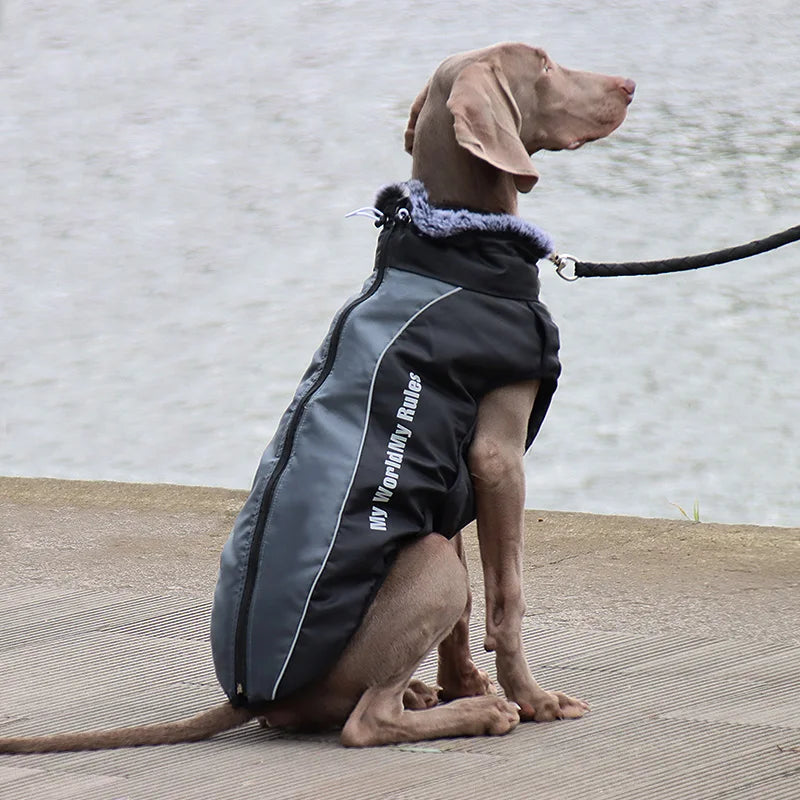 Winter Dog Coat & Harness Vest | Medium & Large Dogs | French Bulldog
