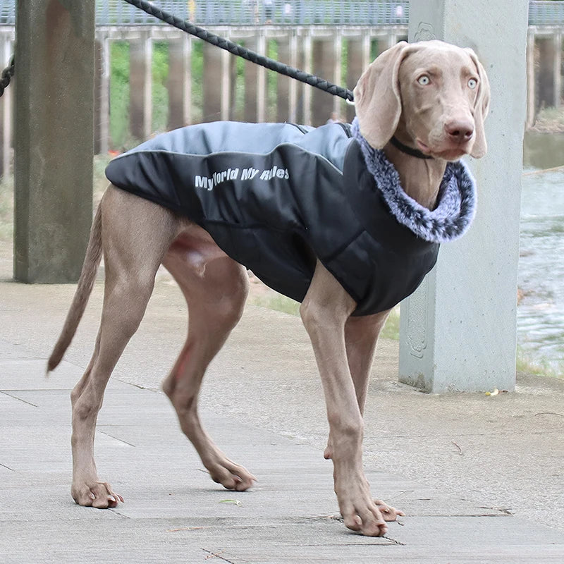 Winter Dog Coat & Harness Vest | Medium & Large Dogs | French Bulldog