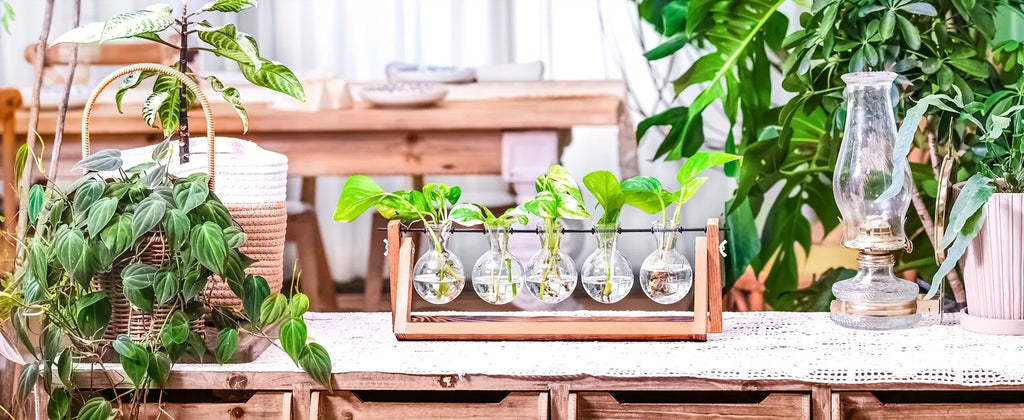 Glass Propagation Station | Hydroponic Plant Vases in Wooden Rack | HotTrendyPicks